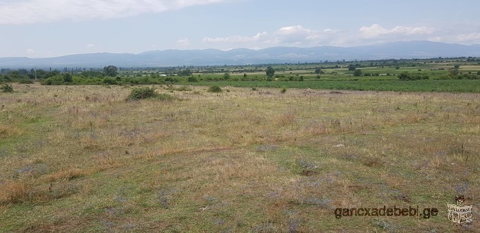 იყიდება ქინძმარაულის ზონის საუკეთესო მიწის ნაკვეთი