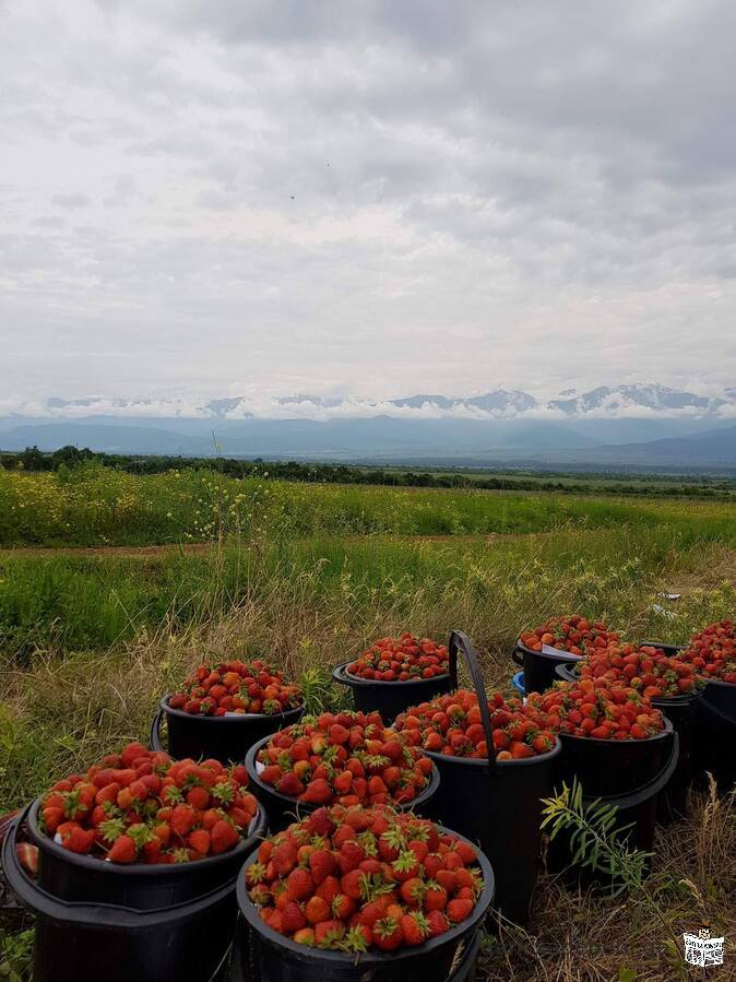 miwis nakveTi gurjaanis municipalitetSi, sofel vaCnaZianSi.