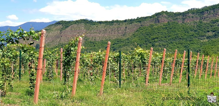 A land for sale in Kvareli, Kakheti