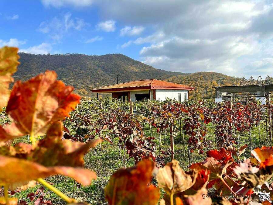 A land for sale in Kvareli, Kakheti