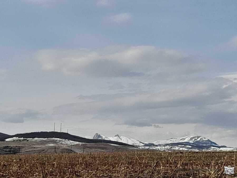 saswrafod iyideba miwis nakveTi duSeTSi