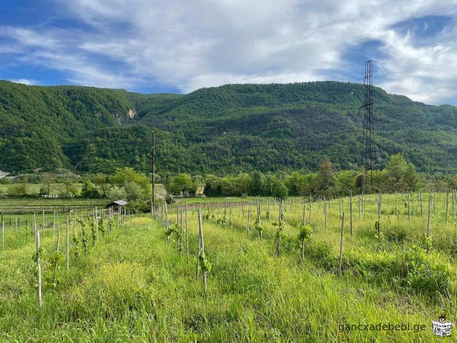 იყიდება მიწის ნაკვეთი რაჭაში, როფელ სადმელში