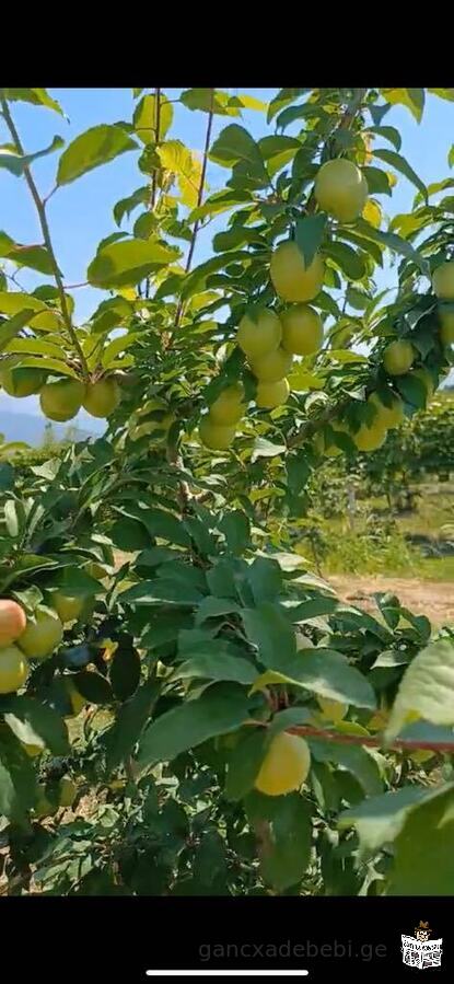 saswrafod iyideba mza agro biznesi !