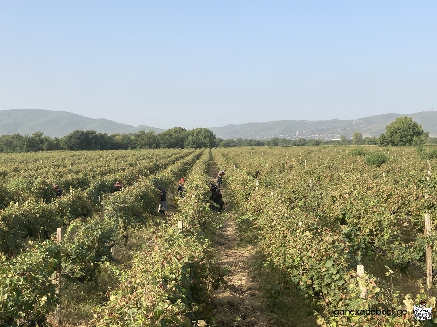 5 HA, 20-year-old Saperavi vineyard for sale, with own irrigation, in Alazani Valley, Sighnaghi reg