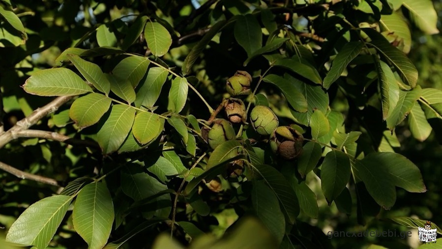 A 9 year old 30 hectare walnut garden is for sale in the village of Karaleti, Gori district.