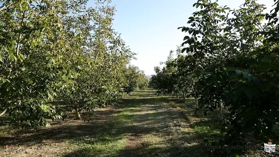 A 9 year old 30 hectare walnut garden is for sale in the village of Karaleti, Gori district.