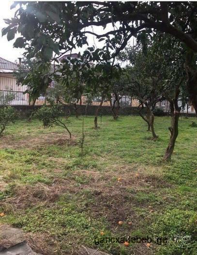 For Sale 1200 sq.m. The area with two-storied house and citrus gardens!