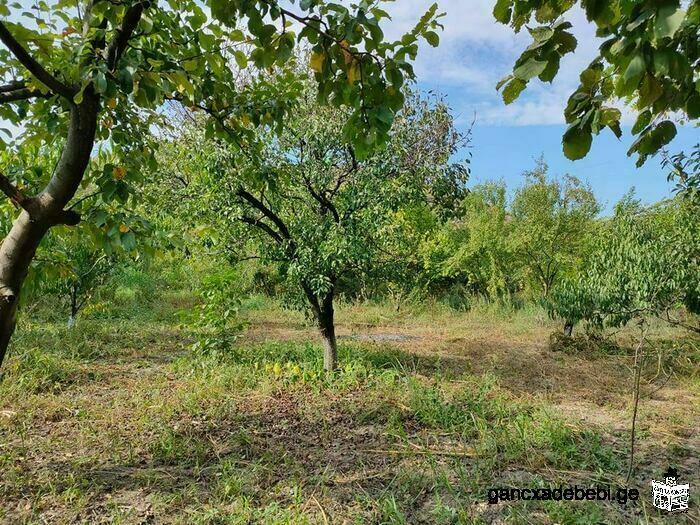 Land for sale in the village of Navaz