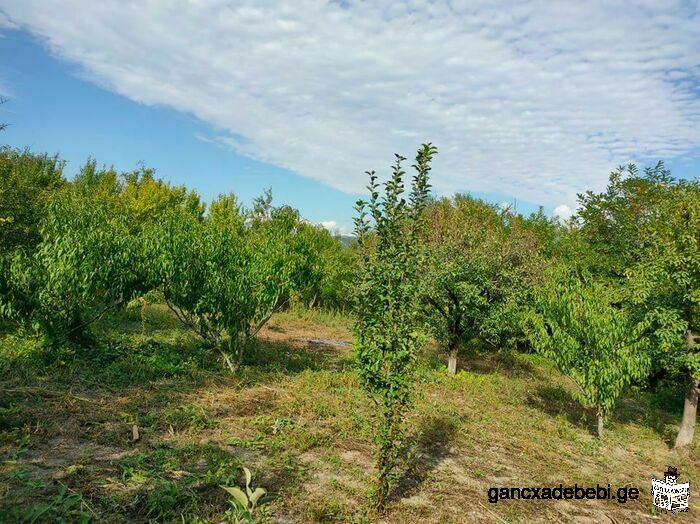 Land for sale in the village of Navaz