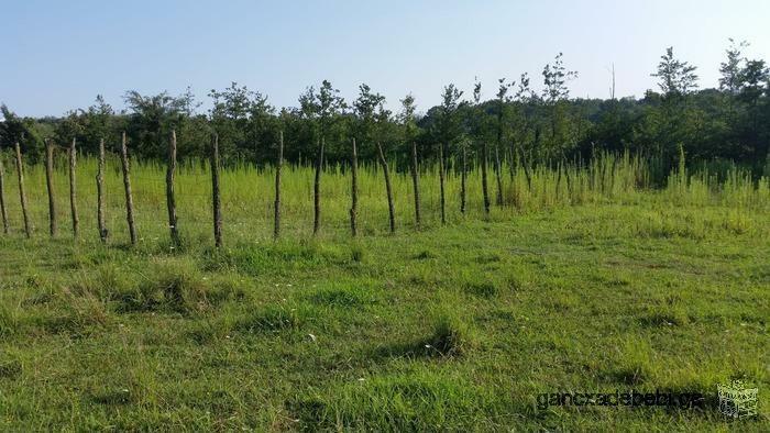 Land for sale near Sataplia Nature Reserve in Banoja village