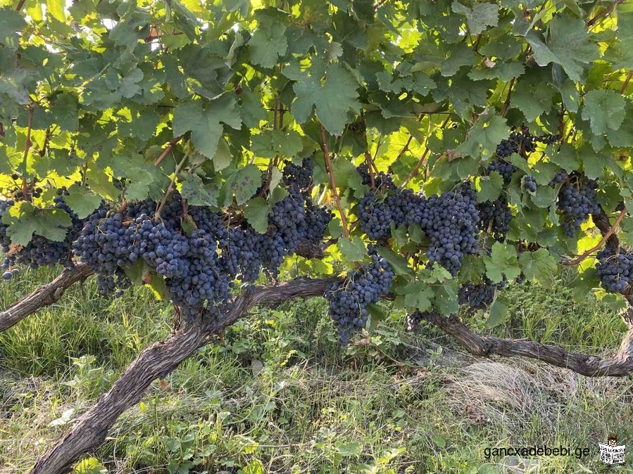Saperavi vineyards for sale in Kvareli district 33,5 hectare. in the village of Akhalsopeli