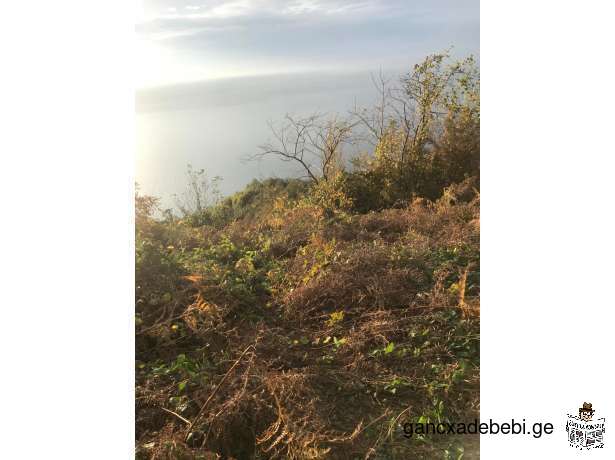 Urgently! A plot of land is for sale in Batumi, near the border of Gonio-Kvariati
