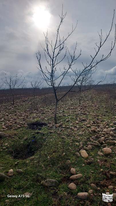 400 000$ qvitirSi iyideba 16 h.miwis nakveTi,romlidanac 10 h-ze ganaSenianebulia "Cendleris" saxeoba