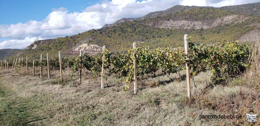Продается виноградник в селе Шакриани.