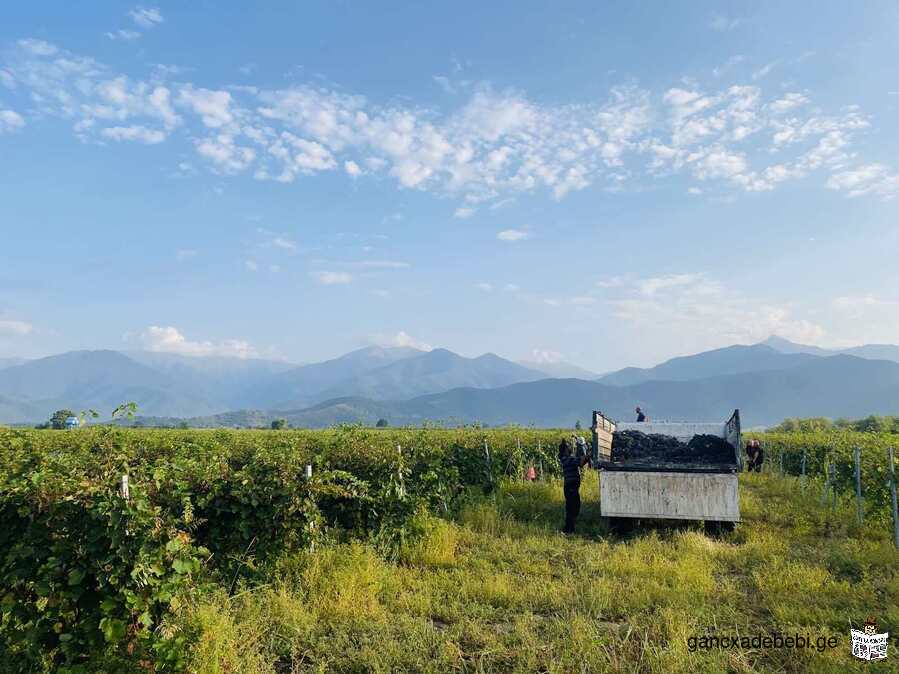 Продажа виноградников Саперави на 33.5 га в Кварельском районе, в селе Ахалсопели.