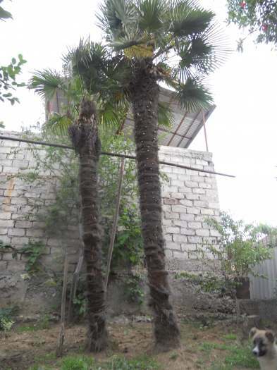 prodaetsia marao palmi